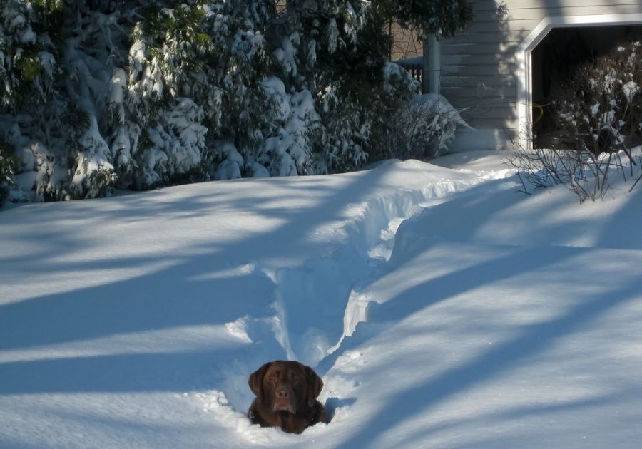 A Little Help Please? Dog in Deep Snow Content in a Cottage