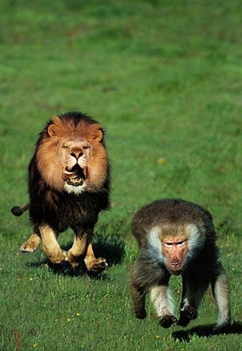 [Lion+and+Baboon+Knuttz.jpg]