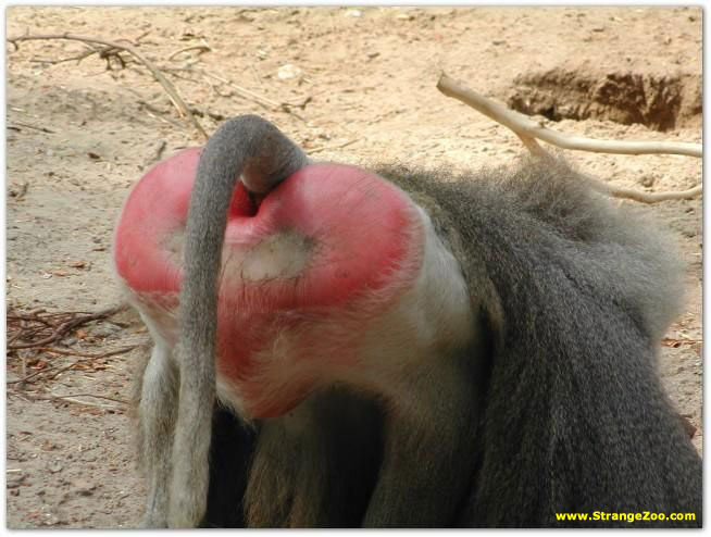 [baboonbutt_strangezoo1com.jpg]
