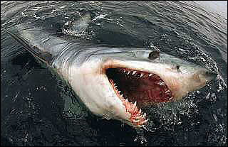 [makoshark_Yahoo1com.jpg]