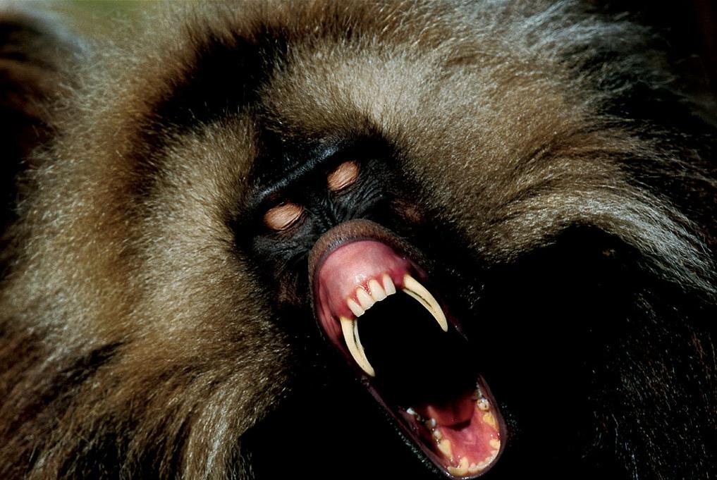 [monkeyfangs_knuttz1net.jpg]