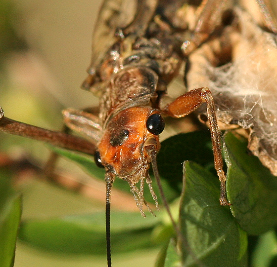 [stonefly2_BugGuide1net.jpg]