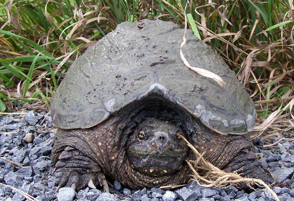 [SnappingTurtle_RoderickElliott.jpg]