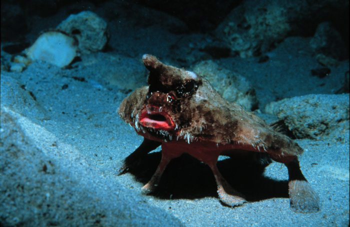 [batfish_LiveScience.jpg]