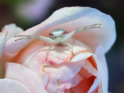 crab+spider+-+mark+dezemery.jpg