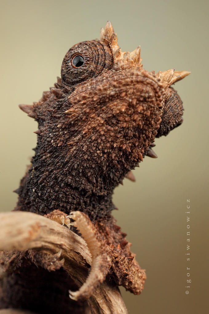 [chameleon+-+igor+siwanowicz+2.jpg]