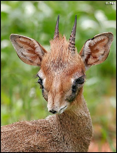 [dik-dik+face.jpg]