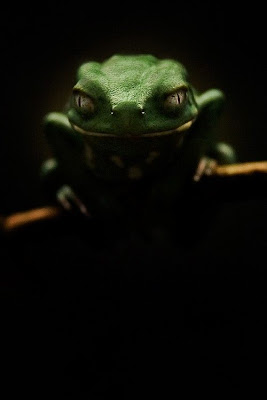 http://1.bp.blogspot.com/_LbccUVbSRd8/S4mcr7paIGI/AAAAAAAAGOY/sOr0PVuXA3c/s400/Tree+frog+in+darkness.jpg