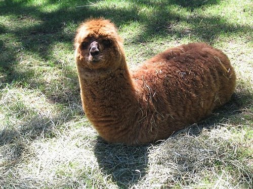 [Llama+worm.jpg]