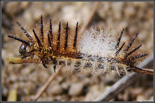[Ionomia+Caterpillar+-+Diego+Goncalves.jpg]