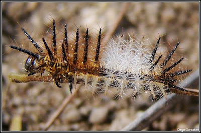 Ionomia+Caterpillar+-+Diego+Goncalves.jpg