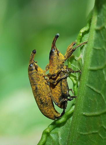 [Weevils+Mating+-+Scienceray-com.JPG]