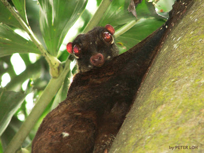Colugo+2.jpg