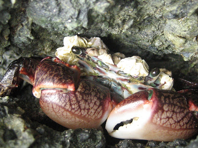 Purple+Shore+Crab.jpg