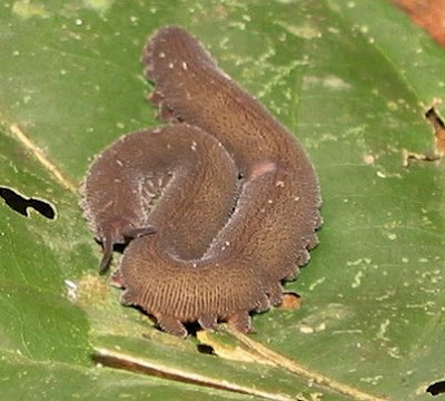 Velvet+Worm+-+2.jpg