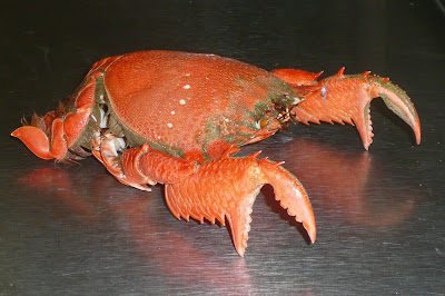 spanner+crab+2.jpg