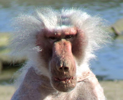 Baboon+-+Grumpy,+old+-+Patricia.jpg