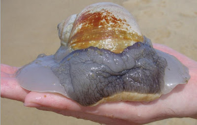 Moon Snail Radula