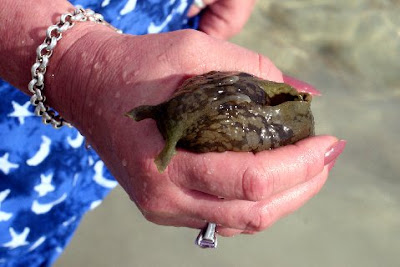 Sea+Hare+Herbie+3.jpg