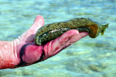 Sea+Hare+Herbie+5.jpg