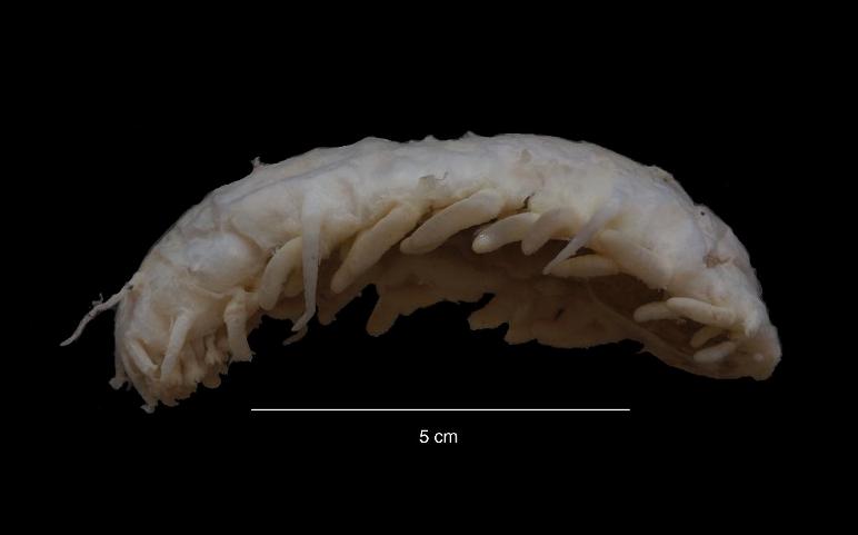 [Oneirophanta+2.JPG]