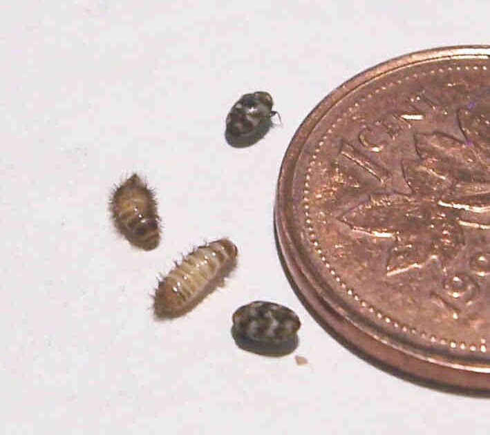 Ugly Overload An Ecosystem Under Your Bed