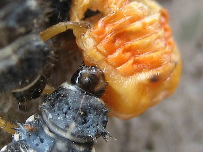 Asian+Ladybird+Beetle+Larvae+1.jpg