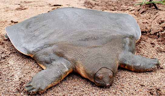 [softshellturtle_knuttz.jpg]