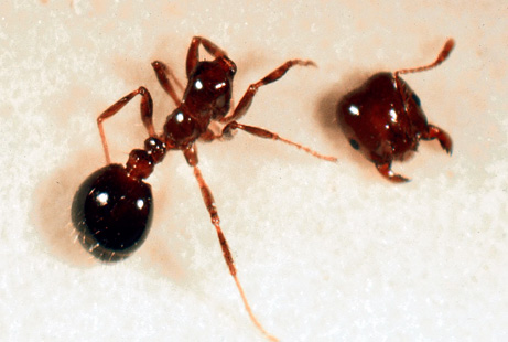 [Phorid+Fly+Fire+Ant+2.jpg]