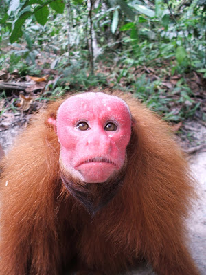 Black Uakari