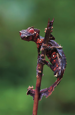 Satanic+Leaf+Tail+Gecko.jpg