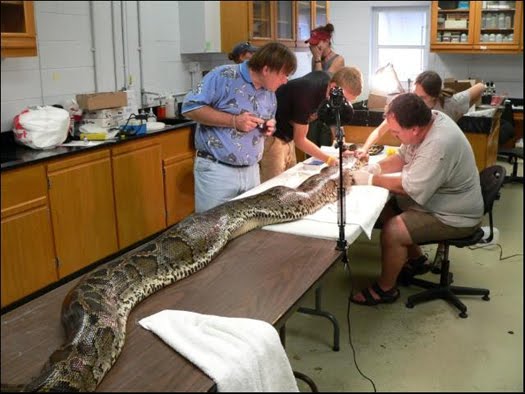 [Burmese+Python+being+operated+on.jpg]