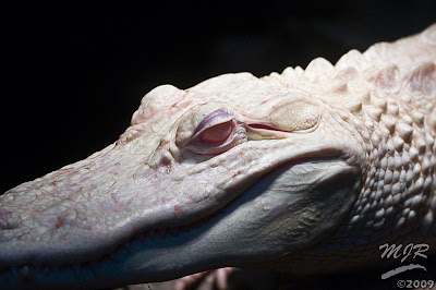 alligator+-+albino+-+Mike+Raiford+1.jpg