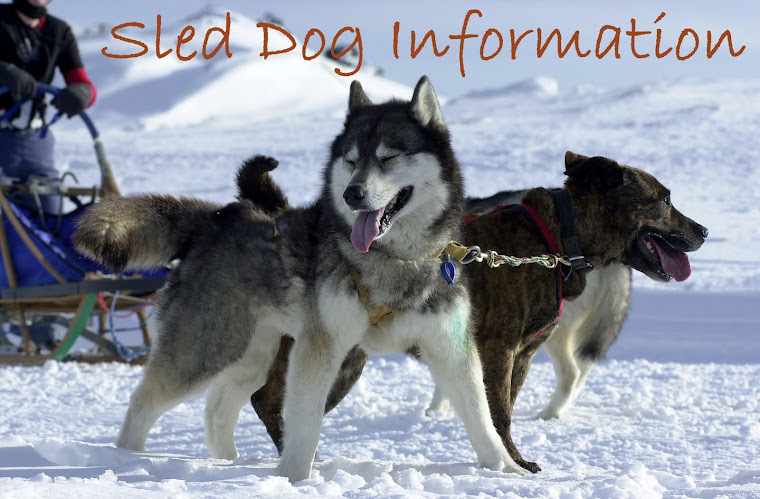 Sled Dog Information