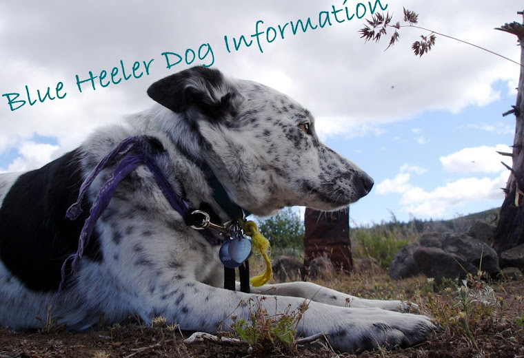 blue heeler dog information