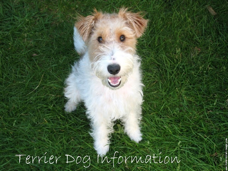 terrier dog information
