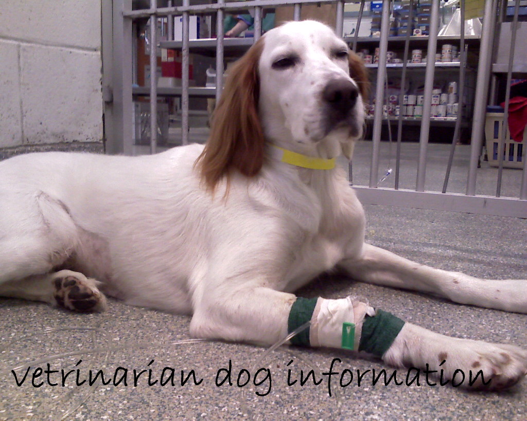 vetrinarian dog information
