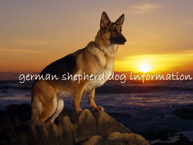 german shepherd dog information