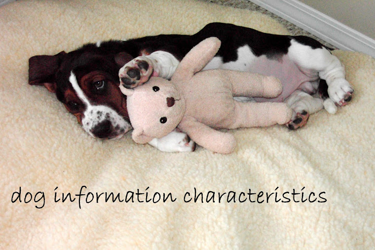 dog information characteristics