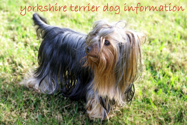 yorkshire terrier dog information