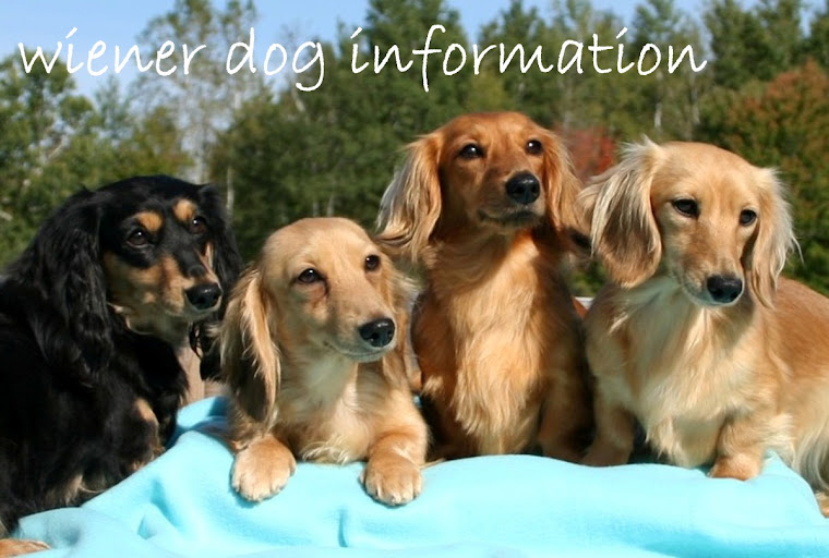 wiener dog information