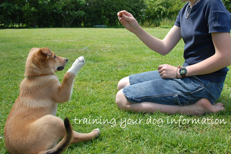 training your dog information