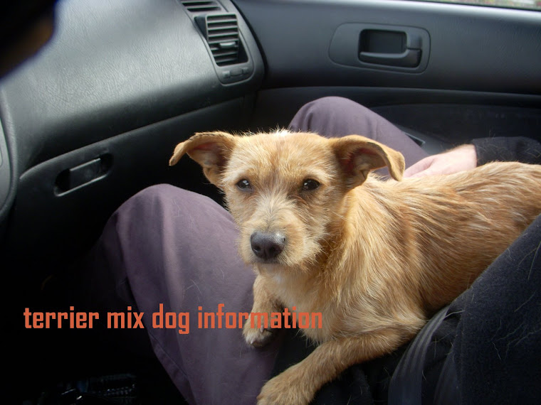 terrier mix dog information