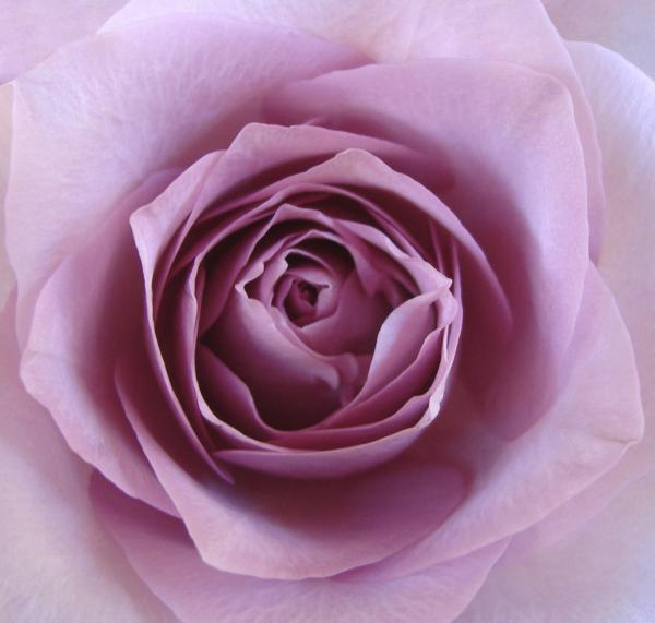 The meaning of black roses death and farewell (yes, black roses do