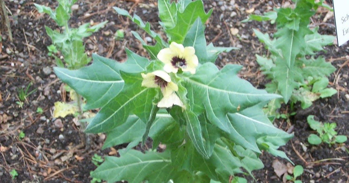 Журнал "Пралеска" - Знакомство с ядовитыми растениями