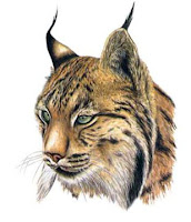 [lince.jpg]