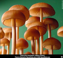 Psilocybe