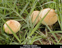 Psilocybe