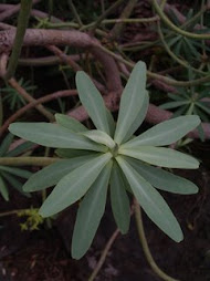 euphorbia anachoreta