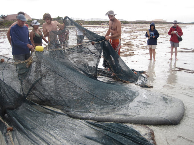 The trek net being pulled in from the bay